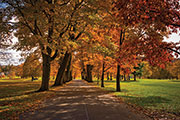 Pathway in the fall