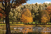 Pond in the fall